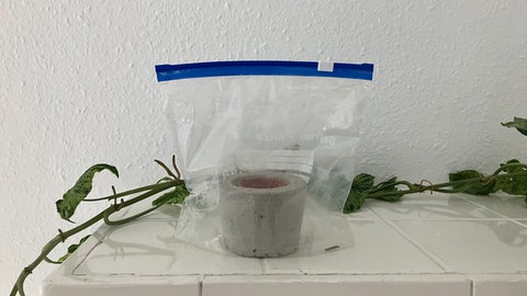 Ein Mini-Gewächshaus aus einem Zip-Beutel.