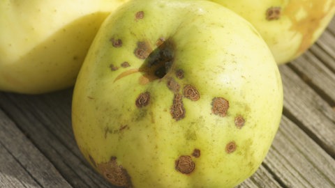 Apfelbaum pflanzen: Welche Apfelsorten sind besonders pflegeleicht? Nahaufnahme eines Apfels der Apfelsorte "Weisser Wintertaffetapfel", der von der Krankheit Apfelschorf betroffen ist.