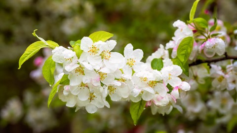 Apfelbaum pflanzen: Welche Apfelsorten sind besonders pflegeleicht? Detailaufnahme eines Zweigs eines Apfelbaums, an dem mehrere weiße Blüten blühen.