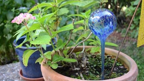 Glaskugel zum Bewässern im Blumentopf