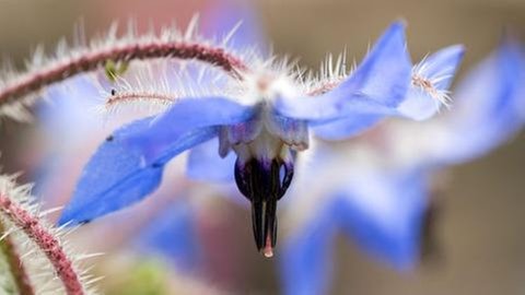 Nahaufnahme von lilafarbenen Krokusblüten