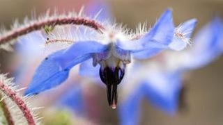Nahaufnahme von lilafarbenen Krokusblüten