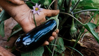 Das Anbauen der Aubergine im eigenen Garten ist recht unaufwändig: Die Pflanzen brauchen wenig Pflege, am richtigen Standort wedren die Früchte auch reif.