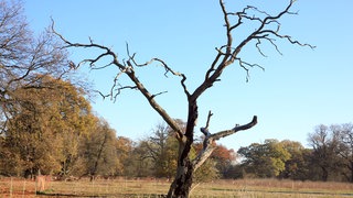 Toter Baum bei großer Trockenheit im Garten und an der Straße. Bäume muss man regelmäßig gießen.