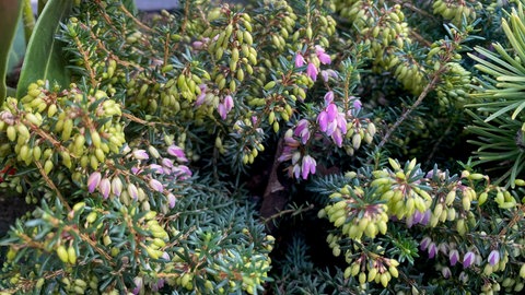 Balkonkasten im Winter: Die Winterheide gibt es in verschiedenen Blütenfarben, zum Beispiel Rosa, Rot, Weiß und Violett.