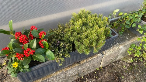 Balkonkasten im Winter: Winterharte Balkonpflanzen wie Zwergkiefer und Skimmie.