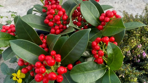 Balkonkasten im Winter: Winterharte Balkonpflanzen wie die Skimmie mit leuchtend roten Beeren.