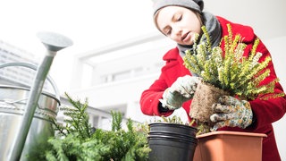Winterharte Balkonpflanzen: Die Schneeheide eignet sich besonders gut für den Balkonkasten im Winter.