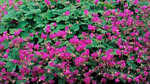 Ein purpurblühende Pflanze mit vielen Blüten wächst aus dem Boden. Der Balkan-Storchschnabel eignet sich als Pflanze unter einem Baum.