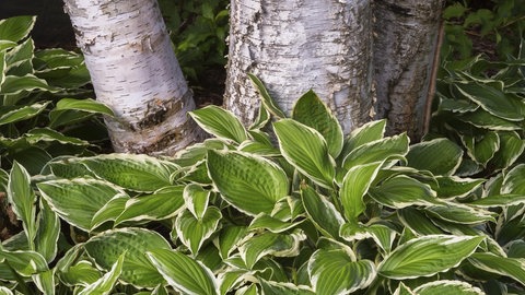 Eine großblättrige Pflanze umschließt die Stämme eines Baumes. Die Funkie ist gut zum Unterpflanzen von Bäumen geeignet.