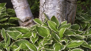 Eine großblättrige Pflanze umschließt die Stämme eines Baumes. Die Funkie ist gut zum Unterpflanzen von Bäumen geeignet.