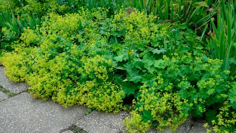 Eine grüne, flache, aber buschige Pflanze mit gelben Blüten wächst an einem Wegrand. Der Frauenmantel mag Schatten.