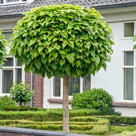 Ein Kugel-Trompetenbaum steht vor einem Haus in einem Garten. Seine große Krone spendet Schatten.