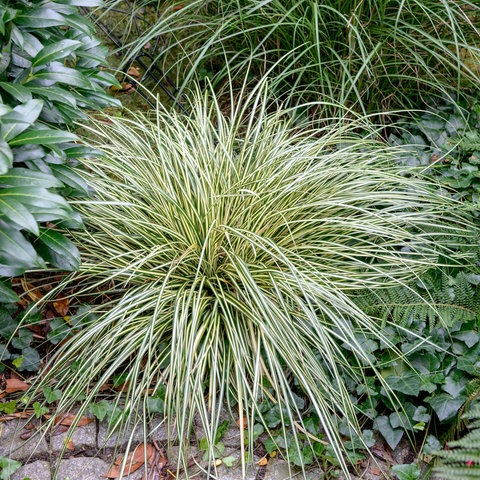 Eine Pflanze mit vielen sehr langen schmalen Blättern in dunkelgrüner und heller Farbe wurde an einen Wegrand gepflanzt. Die Gold-Segge mag Schatten.