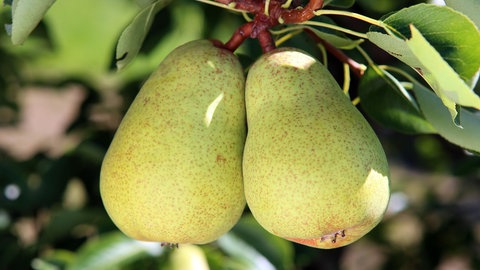 Zwei saftige Birnen an einem Zweig. Ein Birnenbaum gehört nicht zum Steinobst, ein Baumschnitt im Sommer kann aber auch hier sinnvoll sein.