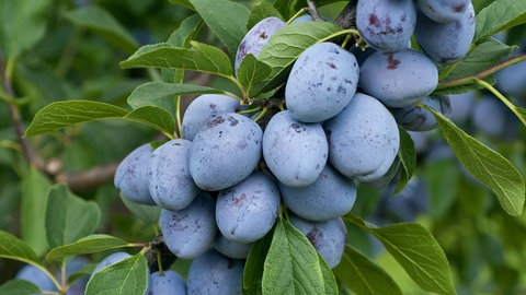 Ein Ast mit vielen reifen Pflaumen. Das Steinobst kann auch im Sommer einen Baumschnitt vertragen.