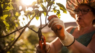 Eine Frau führt im Sommer an einem Steinobstbaum einen Baumschnitt durch.