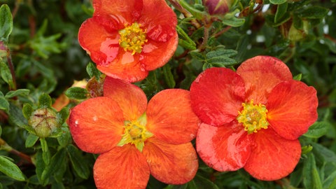 Beeteinfassung mit Pflanzen: Der Fünffingerstrauch "Red Ace" mit seinen orangenfarbenen Blüten