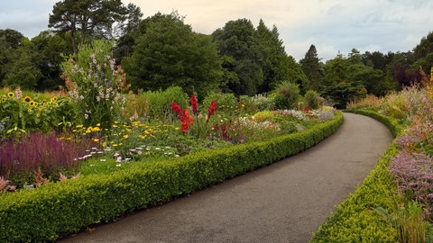 Beet-Einfassung mit Pflanzen: Ein Beet imt einer kleinen Hecke eingegrenzt