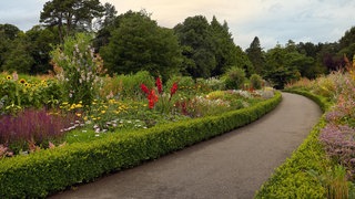 Beet-Einfassung mit Pflanzen: Ein Beet imt einer kleinen Hecke eingegrenzt