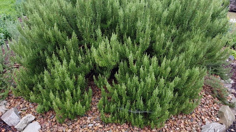 Beeteinfassung mit Pflanzen: ein Rosmarinstrauch in einem Beet