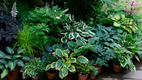 Ein Beet mit Stauden.