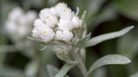 Perlenkörbchen mit weißen Blüten.