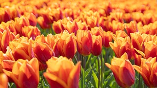 Ein Tulpenfeld in Holland. Mit wunderschönen orange-gelben Blüten. Die Blumenzwiebeln sollten im Herbst in die Erde gesteckt werden.