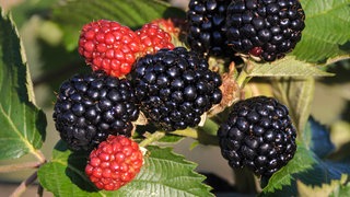 Ein Strauch mit Brombeeren der Sorte Rubus fruticosus 'Chester Thornless'. Die Pflanze hat keine Dornen.