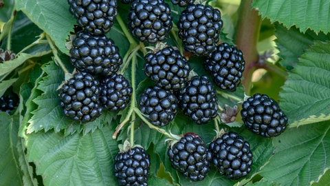 Eine Brombeer-Pflanze mit vielen Arkansas-Brombeeren der Sorte Rubus fruticosus Navaho. Die Früchte sind schon richtig reif und leuchten dunkel.