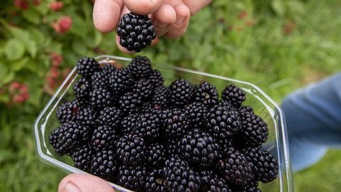 Ein Mann steht zwischen Brombeer-Pflanzen. In seiner Hand hält er eine Plastikschale selbstgepflückten Früchten.