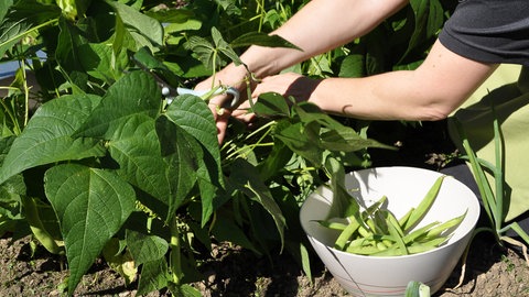 Grüne Buschbohnen werden geerntet