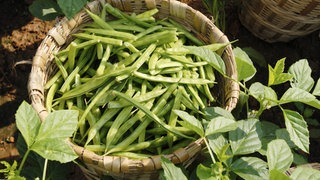 Grüne Buschbohnen in einem Korb