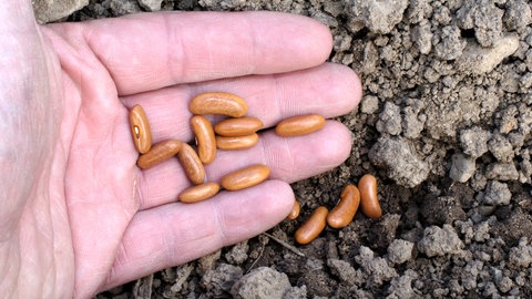 Buschbohnen anpflanzen und ernten: Ein Mann hält mehrere Samen der Buschbohne in der Hand.