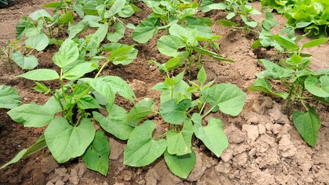 Grüne Buschbohnen – junge Pflanzen im Gartenbeet