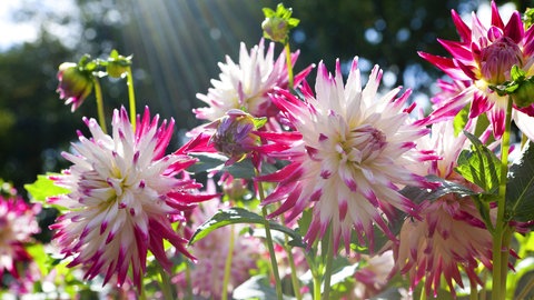 Cactus-Dahlien haben aufgerollte, spitz zulaufende Blütenblätter. In diesem Fall sind die Blüten weiß und die Blütenspitzen pinkfarben.