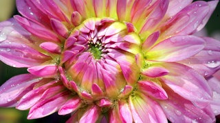 Eine rosafarbene Dahlienblüte mit Wassertropfen.