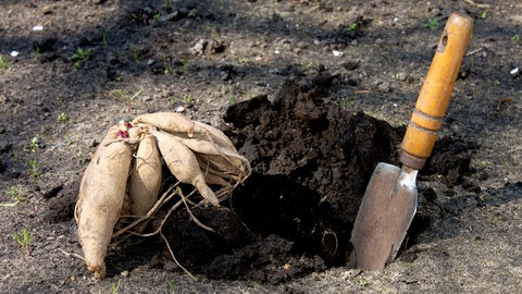 Dahlienknollen, kurz bevor sie eingepflanzt werden.