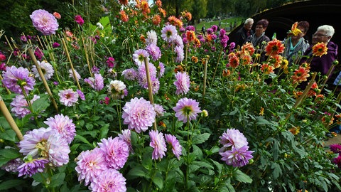 Dahliengarten mit vielen verschiedenen Sorten.