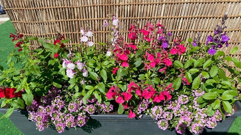 Pfirsichsalbei in Kombination mit anderen Pflanzen im Balkonkasten