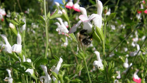 Pfirsichsalbei der Sorte "Hot Lips".