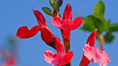 Pfirsichsalbei eignet sich gut als Balkonpflanze