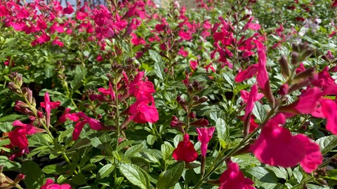 Wenig Pflege notwendig: Blühender Pfirsichsalbei