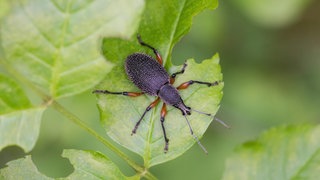 Den Dickmaulrüssler kann man ökologisch bekämpfen. Der Käfer sitzt auf einem Blatt.