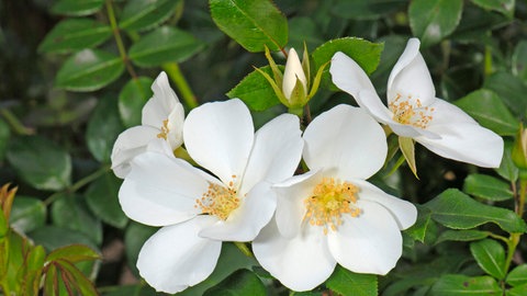 Weiße Rose "Escimo".