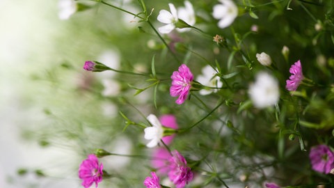 Die kleinen zarten Blüten des Schleierkrauts (Gypsophila).