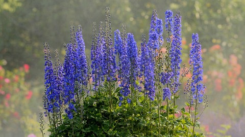 Der Rittersporn (Delphinium spec.) mit seinen tollen blauen Blüten.