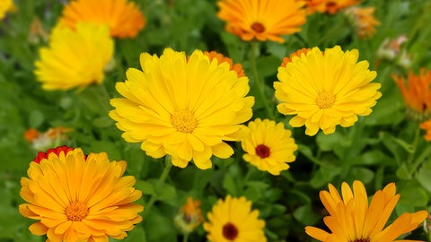 Sommerblumen säen: Ringelblumen (Calendula), die wunderschön blühen.