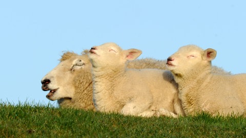 Bauernregel zur Schafskälte nach den Eisheiligen 2023: Zwei Lämmer und ihr Mutterschaf wärmen sich.