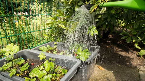 Eine Frau gießt ein Beet mit Erdbeeren: Egal ob Garten oder Balkon, die Pflanzen müssen stets genug gegossen werden, ohne dass es zu Staunässe kommt.